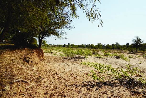 dry soil forest